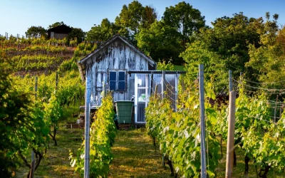 Top 5 Dangers of an Old Shed